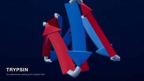 Trypsin protein structure red blue medical technology loop Vídeos de archivo 343737386