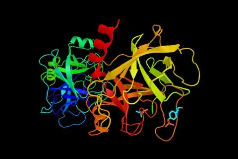 Trypsin, a serine protease found in the digestive system of many vertebrate.. Stock Illustration