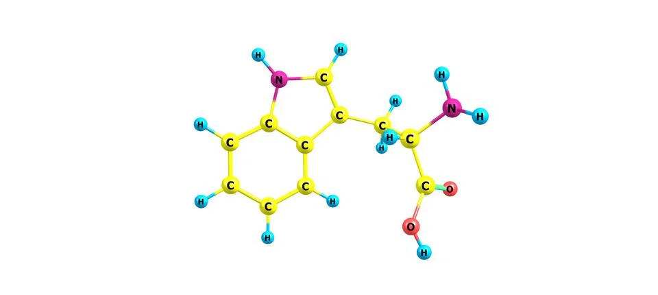 Tryptophan molecular structure isolated on white Stock Illustration