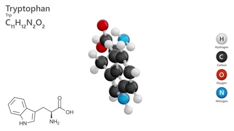 Tryptophan (Trp or W). Essential amino acid. C11H12N2O2. White back. 3D render Stock Footage 295294487