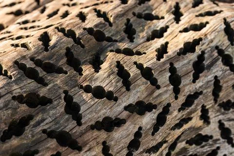 Tryptophobic pattern drilled into a trunk of wood Stock Photos