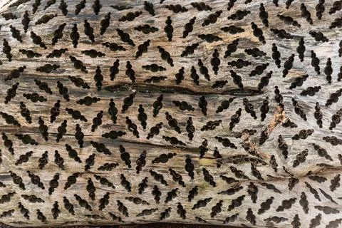 Tryptophobic pattern drilled into a trunk of wood Stock Photos