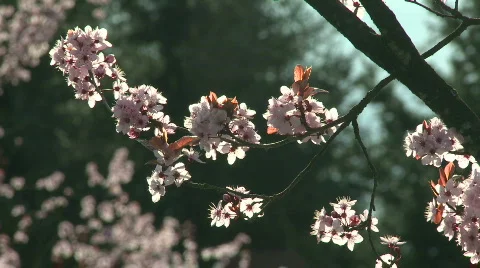 TS cherry blossoms Stockbeeldmateriaal 685070