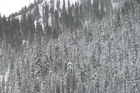 TS-VerySnowyTrees NTSC DV Stock Footage 842430