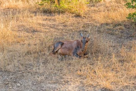 Tsessebe calf lying in grass Stock-Fotos