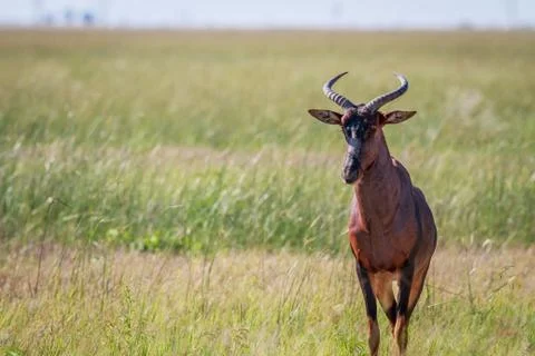 Tsessebe looking at the camera in Chobe. Stock Photos