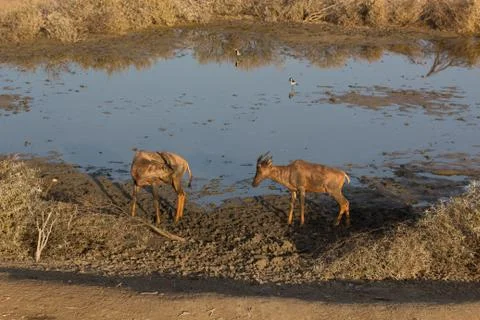Tsessebe Stock Photos