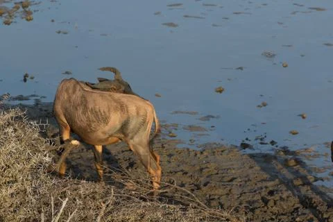 Tsessebe Stock Photos