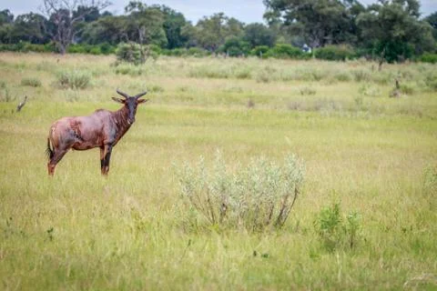 A Tsessebe starring at the camera. Stock Photos