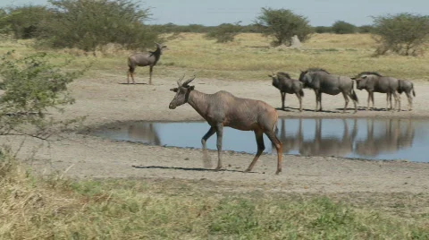 Tsessebe walking 库存影片 482188