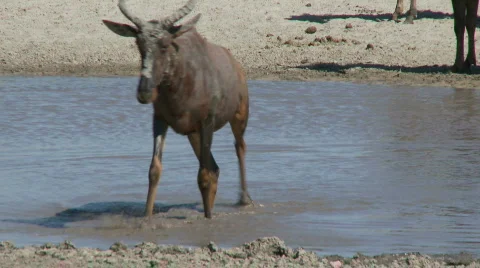 Tsessebe walking  库存影片 482653