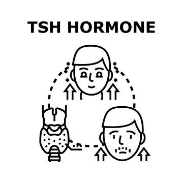 Tsh hormone regulating thyroid gland function concept Stock Illustration