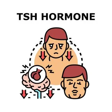 Tsh hormone regulation impacting thyroid system health Stock Illustration