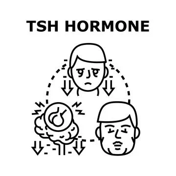 Tsh hormone regulation impacting thyroid system health Stock Illustration