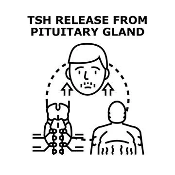 Tsh release from pituitary gland concept illustration Stock Illustration