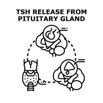 Tsh thyroid stimulating hormone regulating endocrine system Stock Illustration