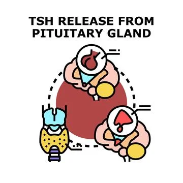 Tsh thyroid stimulating hormone regulating endocrine system Stock Illustration