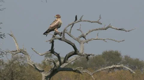 Tshukudu 04 Sequence 21 Stock Footage 22781707