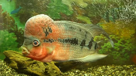 Tsikhlazoma Stockbeeldmateriaal 117337890