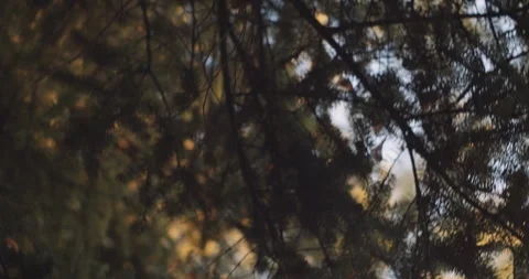Tsinandali Autimn Trees Stock Footage 255147961