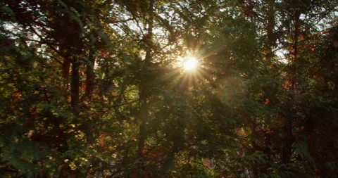 Tsinandali Sunset through the trees Stock Footage 255152225