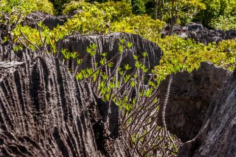 The Tsingy of Ankarana Stock Photos