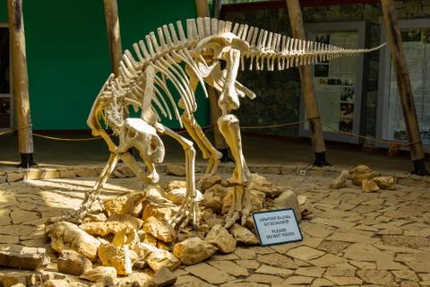 TSKALTUBO, GEORGIA - MARCH 19, 2018: Skeleton of dinosaur, located in Satapli Stock Photos