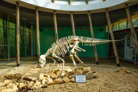 TSKALTUBO, GEORGIA - MARCH 19, 2018: Skeleton of dinosaur, located in Satapli Stock Photos
