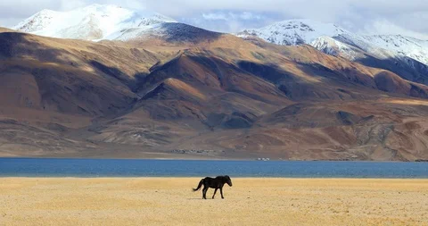 Tso Moriri lake landscape. Snow peaks of Himalaya mountains and black horse Stock Footage