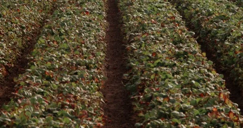 TSP Stock Fields 库存影片 120804874