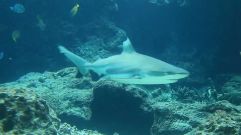 Tsumaguro (Shark) Stock Footage 324914055