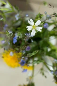  tsvety belyye malen'kiye  white small flowers Stock Photos