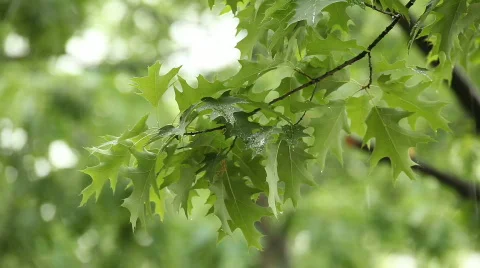 TTm-090525-0004 Stock Footage 641648