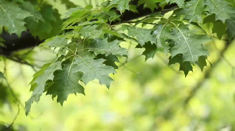 TTm-090525-0006 Stock Footage 641663