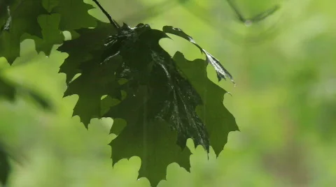 TTm-090608-0002 Stock Footage 641660