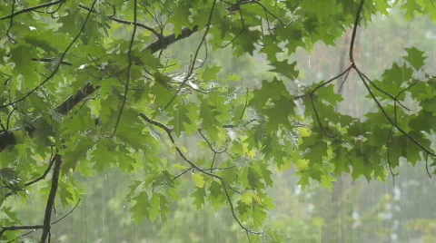 TTm-090608-0005 Stock Footage 641689