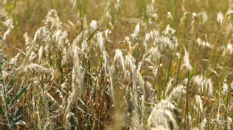 TTm-090612-0010 Video stock 641702