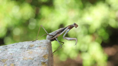 TTm-090929-0002 Video stock 656734