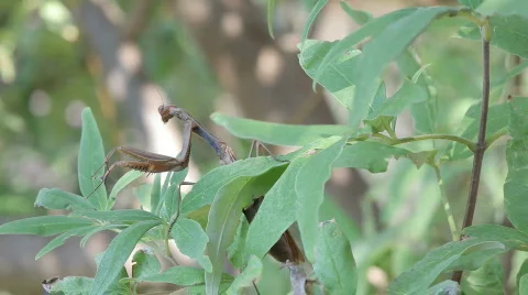 TTm-090929-0010 Stock Footage 656846