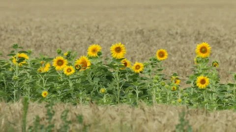TTm-100628-0094 Stock Footage 800933