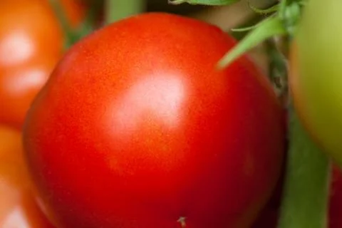 Ttomatoes Stock Photos