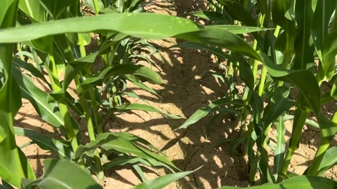Ttracking shot between rows of plants in corn field Video stock 282671743