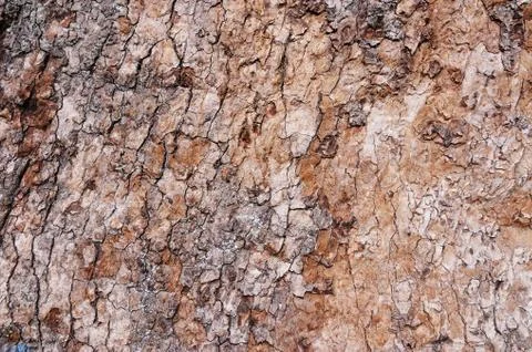 Ttree bark Stock Photos