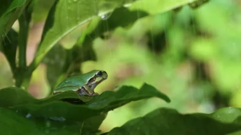 Ttree frog Video stock 308626826