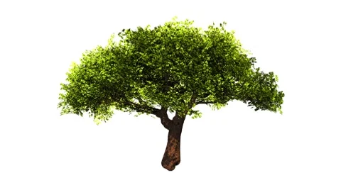 Ttree on white. Loop Stock-Footage 8163926