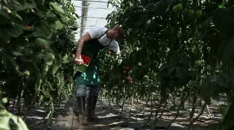 TU, MS, man picking tomatoes in a greenhouse on an organic farm Stock Footage 10702048