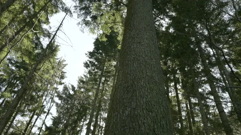 TU Tall conifer tree in a forest Stock Footage 151846478