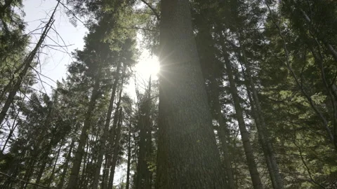 TU Tree in a conifer forest in sunshine Stock Footage 151846579