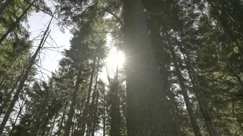 TU Tree in the forest with sun in the background Stock Footage 151846717