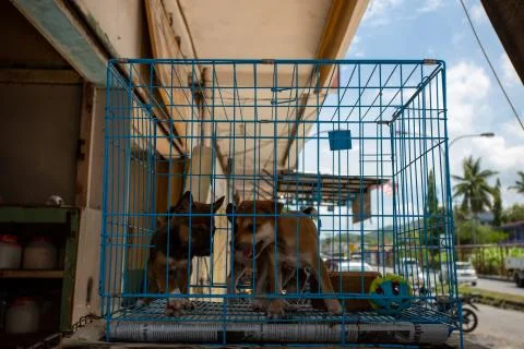 Tuaran, Malaysia, 6 May 2020 - Dog for sale at pet shop Stock Photos